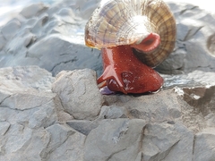 Pleuroploca trapezium