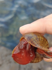 Pleuroploca trapezium