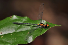 Austroargiolestes amabilis