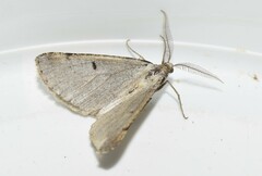 Dyscia crassipunctaria