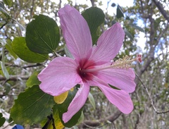 Hibiscus genevii