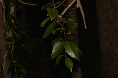 Xylosma maidenii