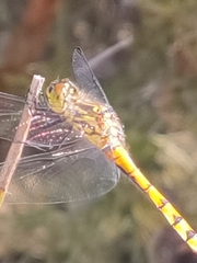 Austrothemis nigrescens