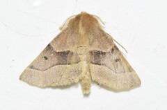 Crocallis tusciaria