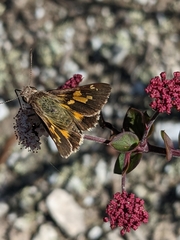 Trapezites phigalioides