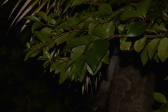 Xylosma maidenii