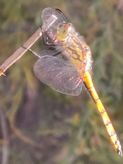 Austrothemis nigrescens