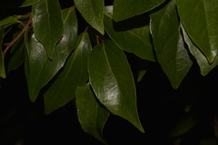 Xylosma maidenii