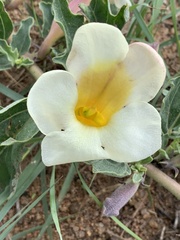 Harpagophytum procumbens