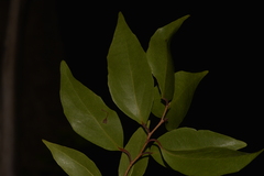 Xylosma maidenii