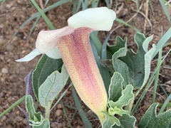 Harpagophytum procumbens