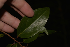 Xylosma maidenii