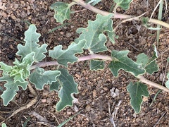 Harpagophytum procumbens