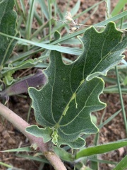 Harpagophytum procumbens