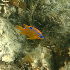 Neoglyphidodon polyacanthus