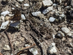 Trapezites phigalioides