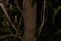 Xylosma maidenii