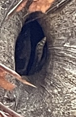 Varanus salvator celebensis