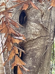 Varanus salvator celebensis