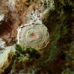 Marginopora