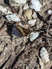 Trapezites phigalioides