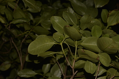 Coprosma putida