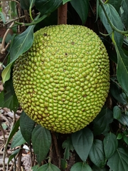 Artocarpus heterophyllus