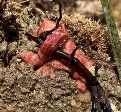 Allostichaster polyplax