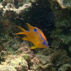 Neoglyphidodon polyacanthus