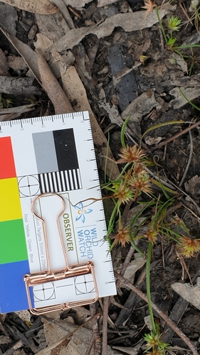 Leafybract dwarf rush (Juncus capitatus)