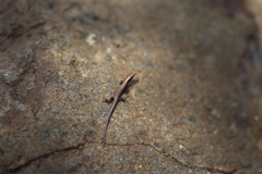 Caledoniscincus austrocaledonicus