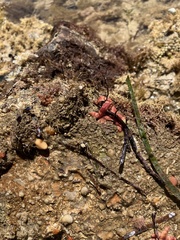 Allostichaster polyplax