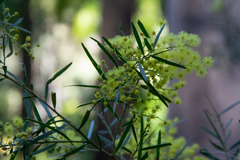 Acacia salicina