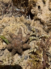 Allostichaster polyplax