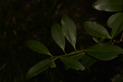 Myrsine platystigma