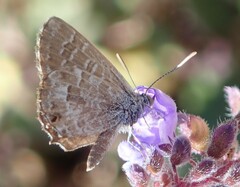 Theclinesthes serpentata
