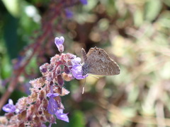 Theclinesthes serpentata