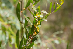 Acacia venulosa