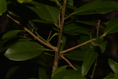 Myrsine platystigma
