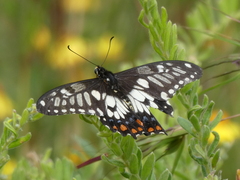 Papilio anactus