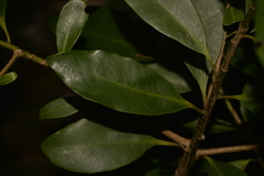 Myrsine platystigma