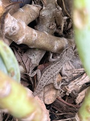 Sceloporus occidentalis