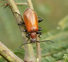 Ecnolagria