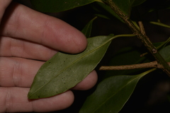 Myrsine platystigma