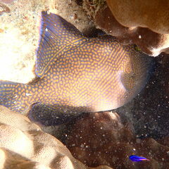 Pseudobalistes fuscus