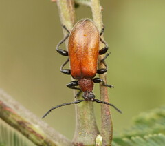 Ecnolagria