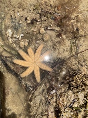 Allostichaster polyplax