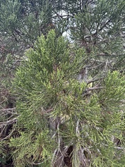 Athrotaxis cupressoides