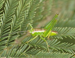 Conocephalomima barameda