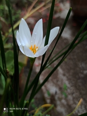Zephyranthes candida